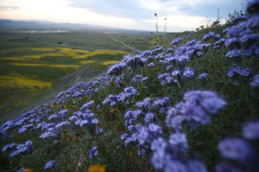 Las phacelias moradas abundan en las colinas del recorrido en Carrizo Plain.