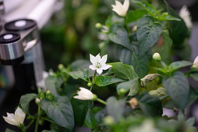 El experimento, conocido como Plant Habitat-04, busca cultivar una variedad híbrida llamada Pimiento 'Española Mejorada' NuMex, que los investigadores seleccionaron porque los pimientos son una excelente fuente de vitamina C y se desempeñaron mejor en las pruebas de suelo en la APH. 
<br>