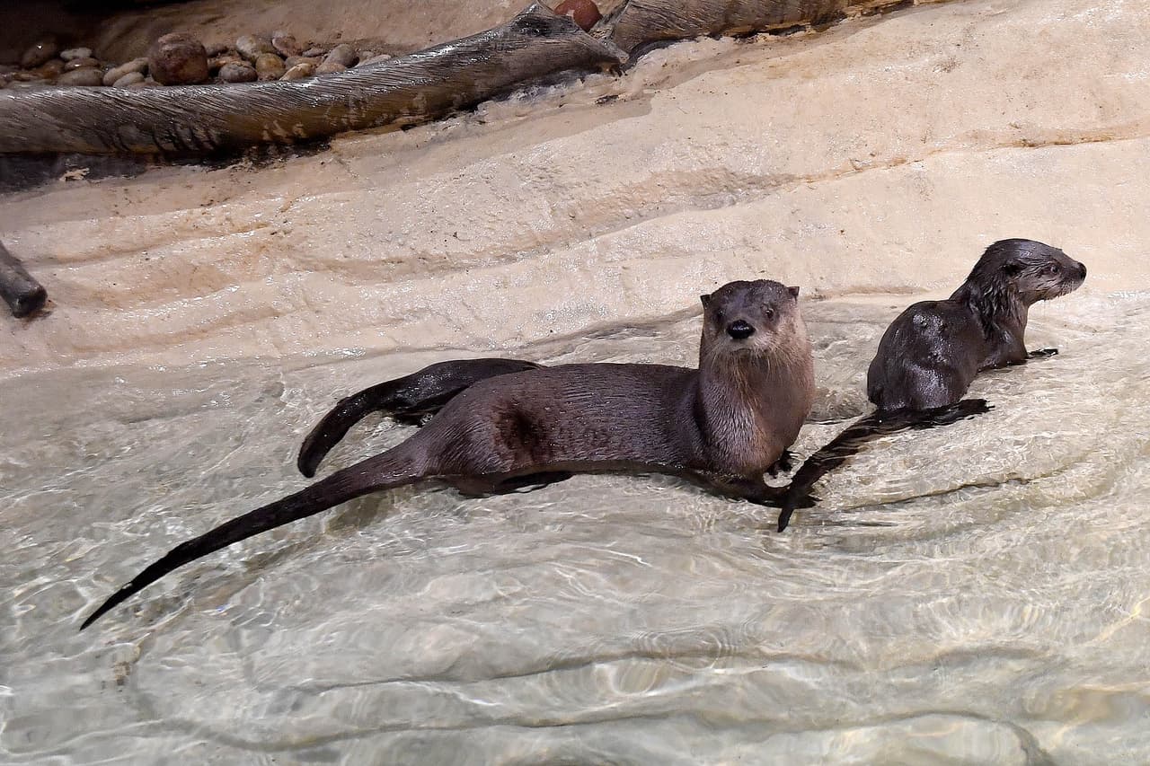Si quieres conocerlas, visita el hábitat “The Swamp” en el zoológico Brookfield, localizado en el 8400 31st Street in Brookfield. 
<br>