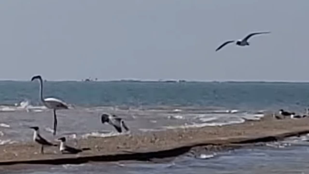'Pink Floyd' es uno de los dos flamencos que escapó durante una tormenta en Kansas, pero ha sido el único visto desde encontes. El flamenco tiene un ala marcada con el número 492, de acuerdo con el New York Times.