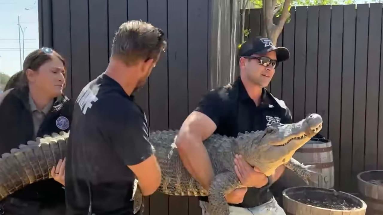 El reptil ahora tiene un nuevo hogar y es el zoológico de donde ella se lo robó hace más de 20 años.