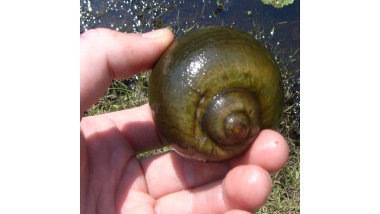 <h3 class="cms-H3-H3"><b>La probabilidad de infectarse es muy baja </b></h3>
<br>
<br>La probabilidad de infectarse con el gusano pulmonar de rata es muy baja. Sin embargo, en casos extremadamente raros, la infección puede provocar meningitis eosinofílica, con complicaciones que incluyen la posibilidad de muerte, indicaron las autoridades.
<br>
<br>Los Centros para el Control de Enfermedades (CDC) indicaron que este parásito no se replica en humanos y que no se puede transmitir de persona a persona.
<br>