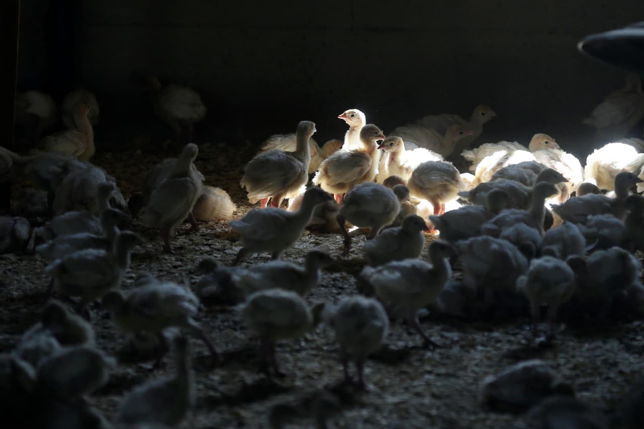 La gripe aviar arrasa con una bandada en granja de Nueva York