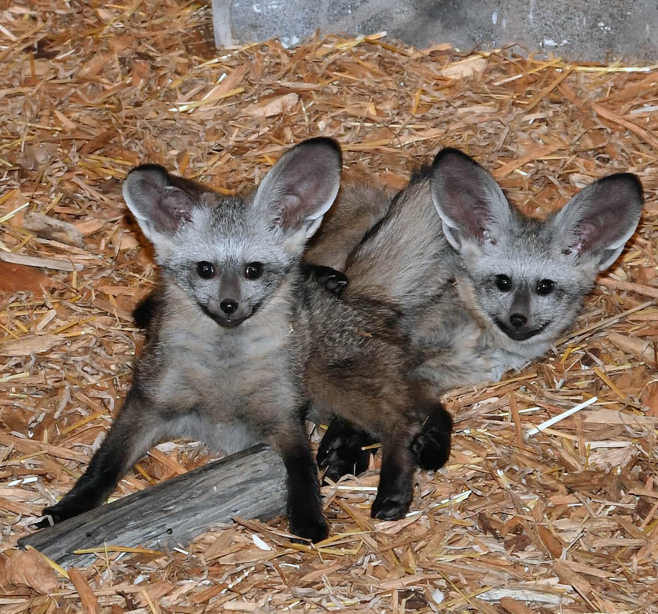Estos son dos de los tres bebés zorros oreja de murciélago nacidos en Brookfield Zoo el 23 de marzo. Los pueden ver con su mamá y papá en el hábitat de Desert's Edge del zoológico Brookfield.