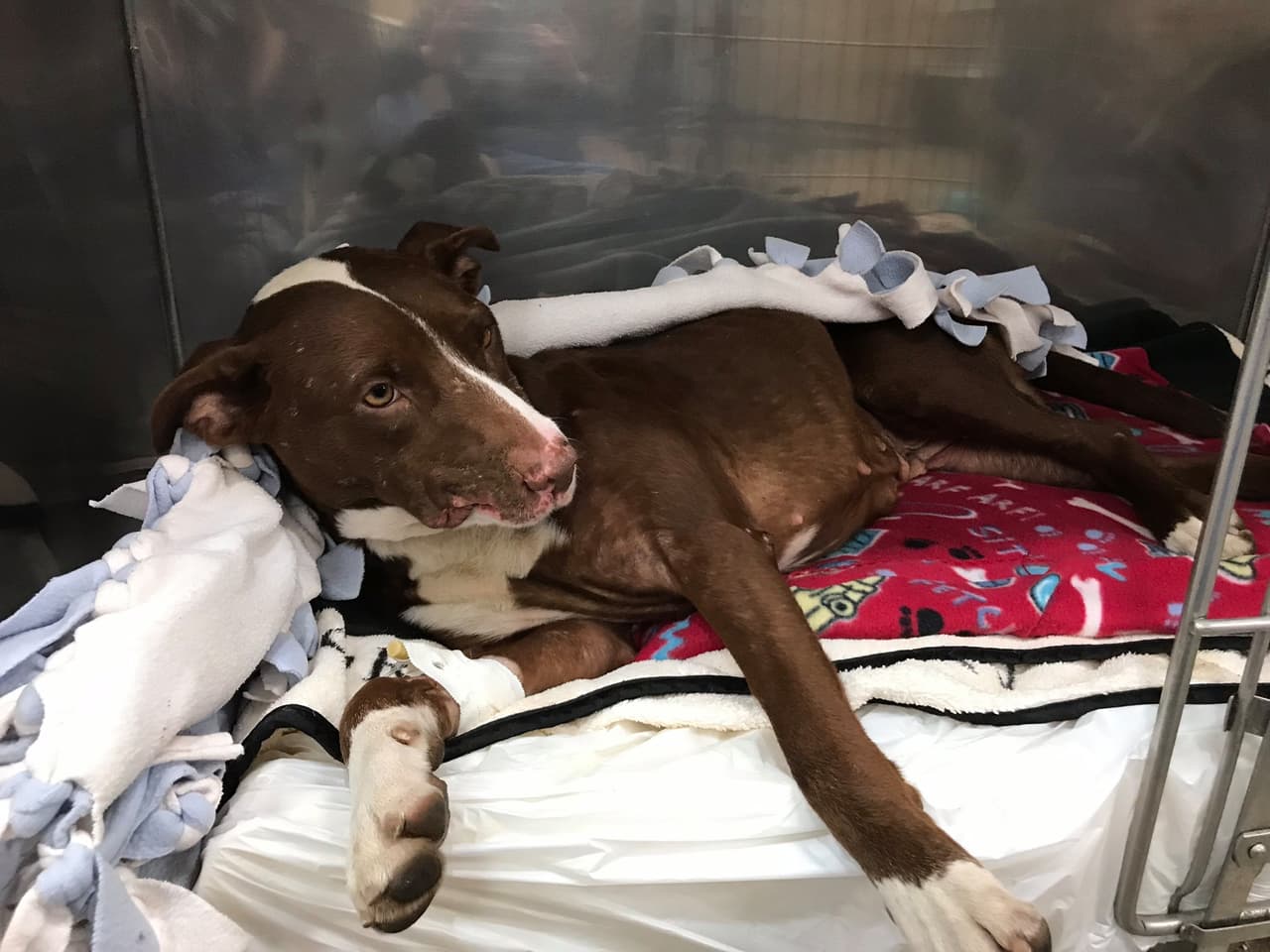 La perrita se recupera en el refugio.