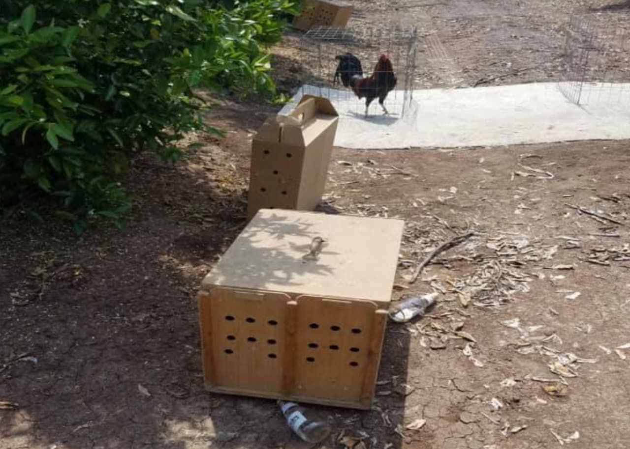 Decenas de personas ignoran quedarse en casa y participan de peleas de gallos clandestinas en el condado de Tulare