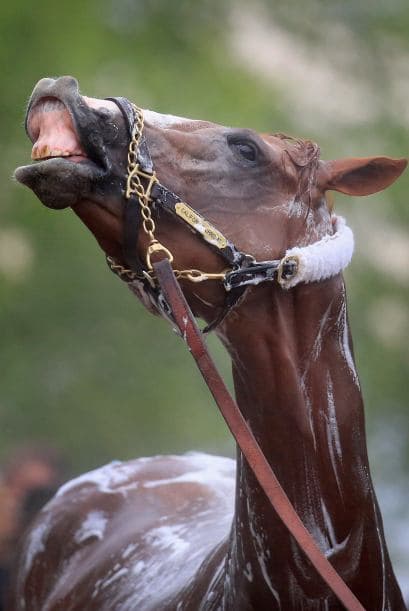 Cuando Chrome gana es como si se parara más, eleva el pecho, camina diferente. Pero cuando pierde, baja un poco su cabeza y el cuerpo en general.