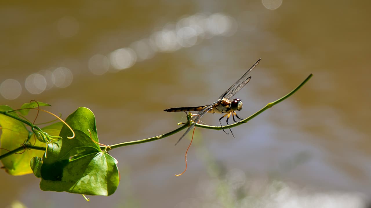 La vida silvestre está presente en cada rincón del parque y que se pueden ver en sus ocho millas de senderos, aunque no todos están disponibles para caminar en este momento, debido a daños causados por inundaciones tras las tormentas que de tiempos recientes.