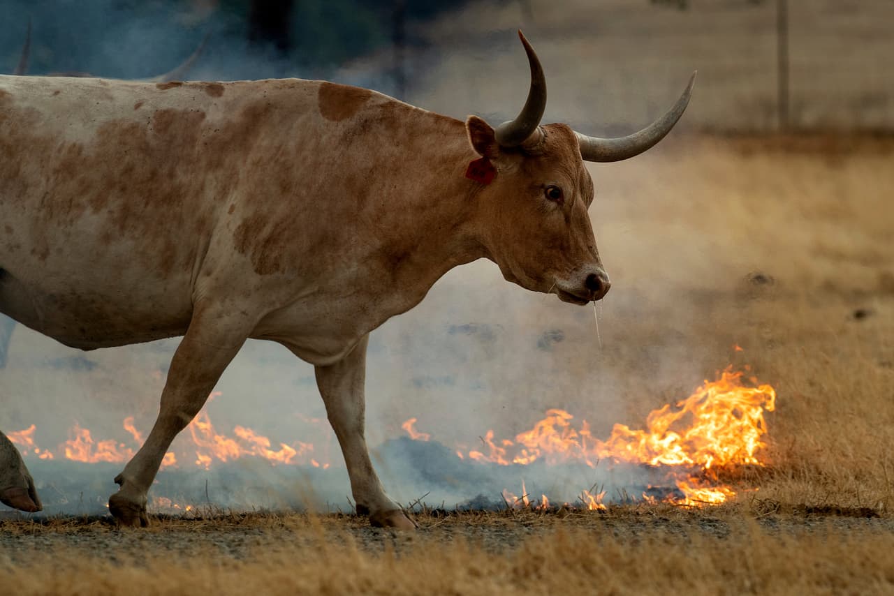 Un incendio forestal quema pastos en un rancho ganadero en Guinda, California, a principios de julio. Los vientos cálidos alimentaron un incendio descontrolado en la zona rural del norte de California, enviando una corriente de humo unas 75 millas al sur de San Francisco.