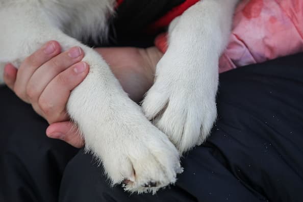 <a href="https://www.azhumane.org/2016/01/pet-tips-to-tackle-cold-winter-months/" target="_blank">La Sociedad Humana de Arizona</a> informa que si su mascota muestra signos como quejidos, escalofríos o debilidad… vuelva a meterlos rápidamente.
<br>