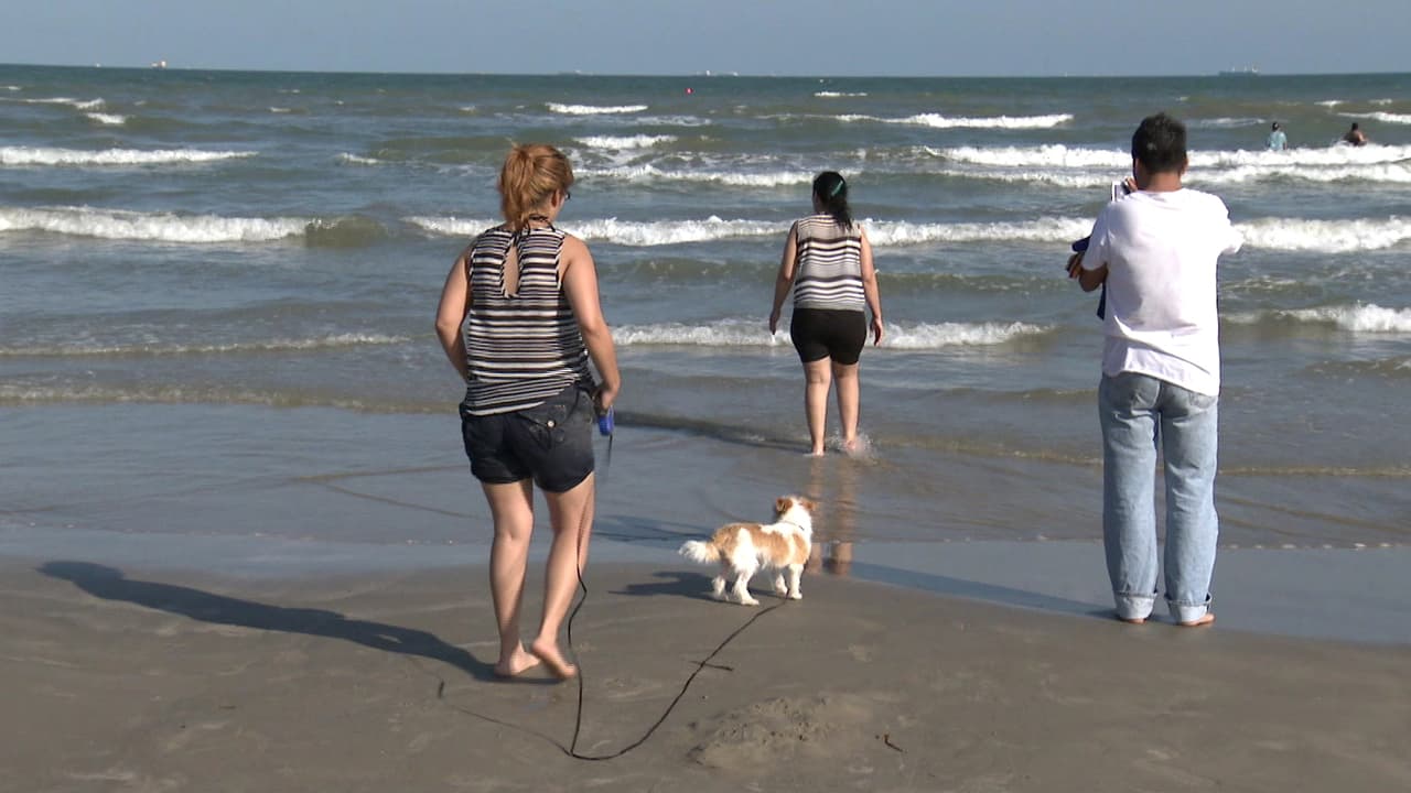 Recuerde que sus mascotas también requieren cuidados especiales bajo el sol. Prevea con anticipación como cuidarlos de las altas temperaturas.