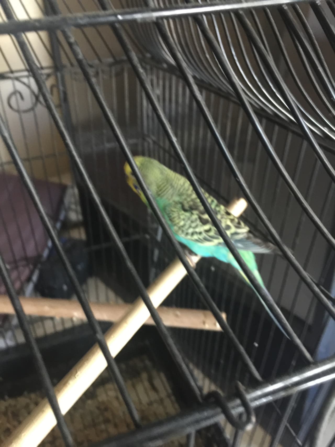 Uno de los pajaros incautados.