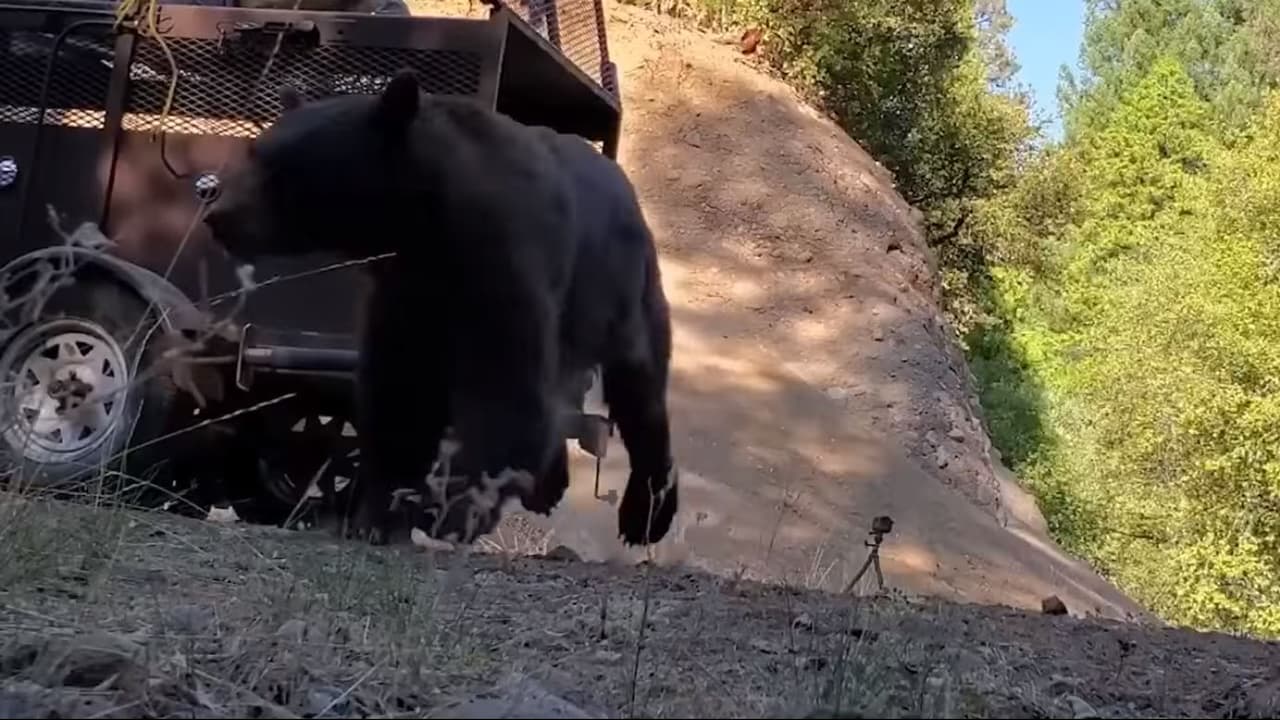 Guardabosques liberaron al animal en una zona cerca de donde fue encontrado, pero donde no hay incendios forestales activos.