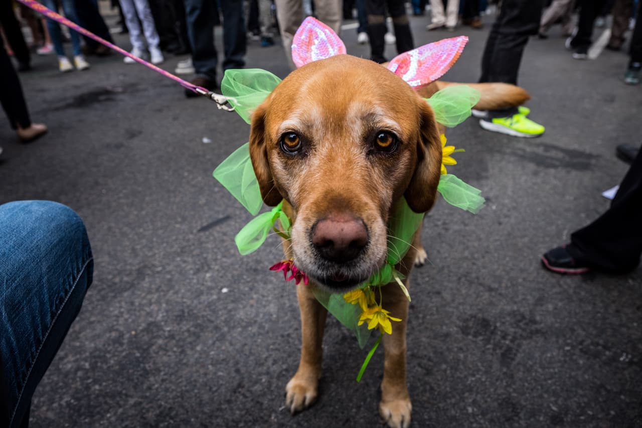 Los participantes del desfile también disfrazaron a sus mascotas