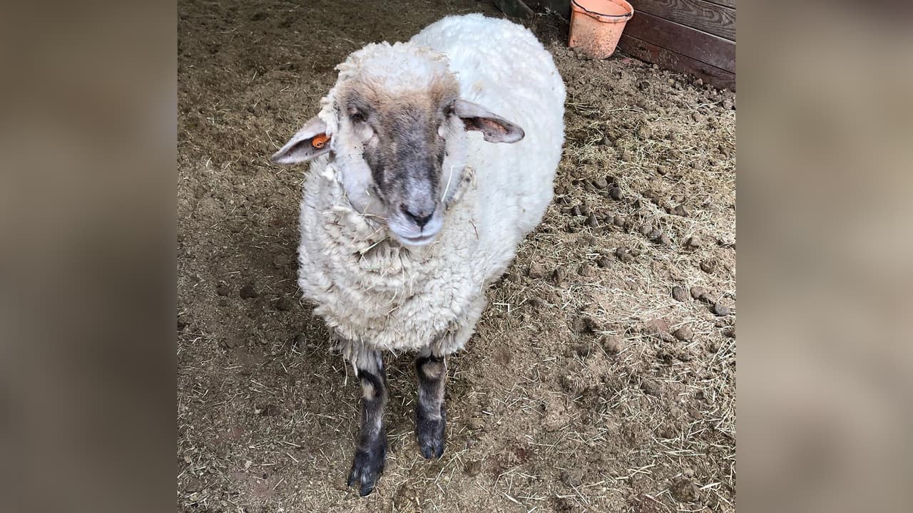 La oveja necesitaba esquila.