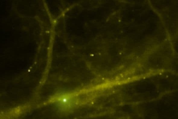 Filman por primera vez cómo se forman las moléculas de la memoria