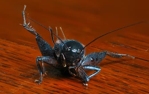 Durante los brotes graves, los grillos pueden crear una situación estéticamente inaceptable en los lugares de trabajo. Los grillos muertos se apilan rápidamente, causando olores; y muchas personas sienten repulsión al ver un gran número de grillos en las paredes y aceras alrededor de oficinas y tiendas.