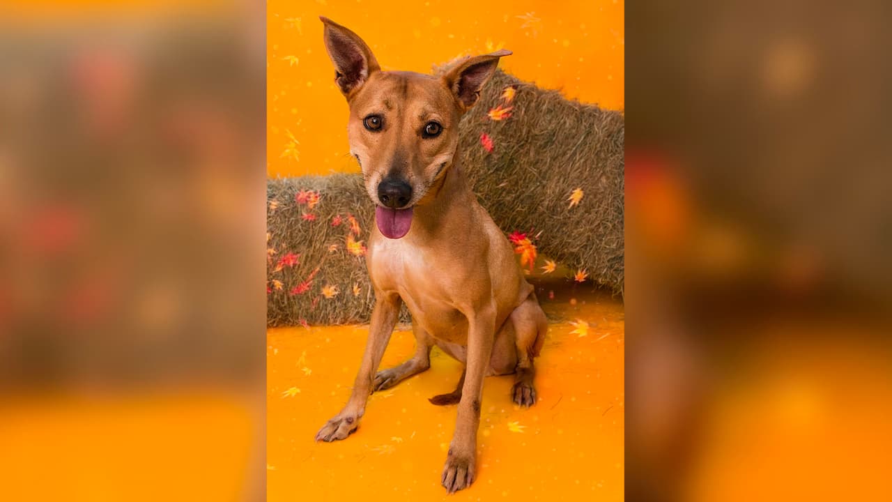 La oferta está vigente desde el 1 y hasta el 30 de noviembre en aquellos 
<a href="https://www.univision.com/local/houston-kxln/descuento-vacunas-mascotas-houston">animales</a> que tienen 5 años o más de edad.