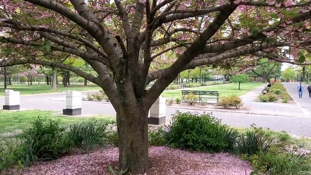 Esta parte de Riverside Park , que lleva el nombre de los cerezos ( 
<i>Prunus</i> ) a lo largo del camino entre las calles 
<b>100 y 125, se añadió en la década de 1930</b> cuando el parque se amplió rellenando el río como parte de la construcción de la autopista West Side.
<br>
<br>Puedes encontrar más información y 
<b><a href="https://www.nycgovparks.org/parks/riverside-park/" target="_blank">cómo llegar en este enlace</a></b>.