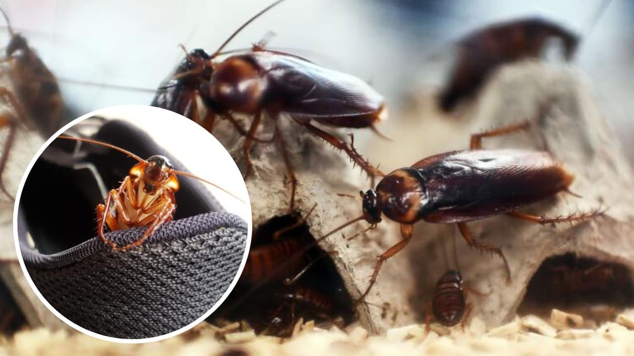 ¡Una cucaracha! ¿Por qué hay más durante el verano en Texas y cómo evitarlas?