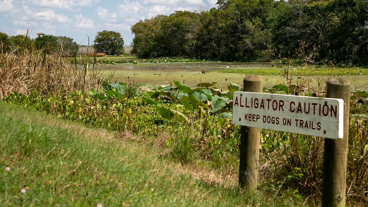 Las áreas donde mayormente habitan los caimanes están especificadas tal y como muestra esta fotografía.