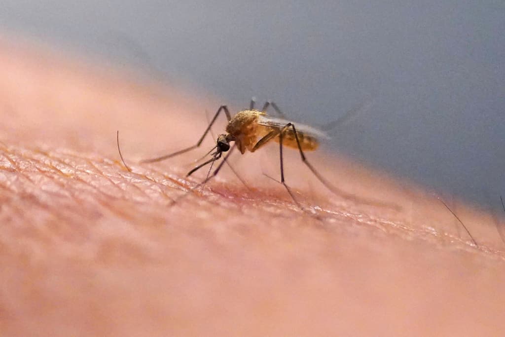 Qué es la chikunguña, la enfermedad trasmitida por mosquitos que se detectó en EEUU por primera vez en casi una década