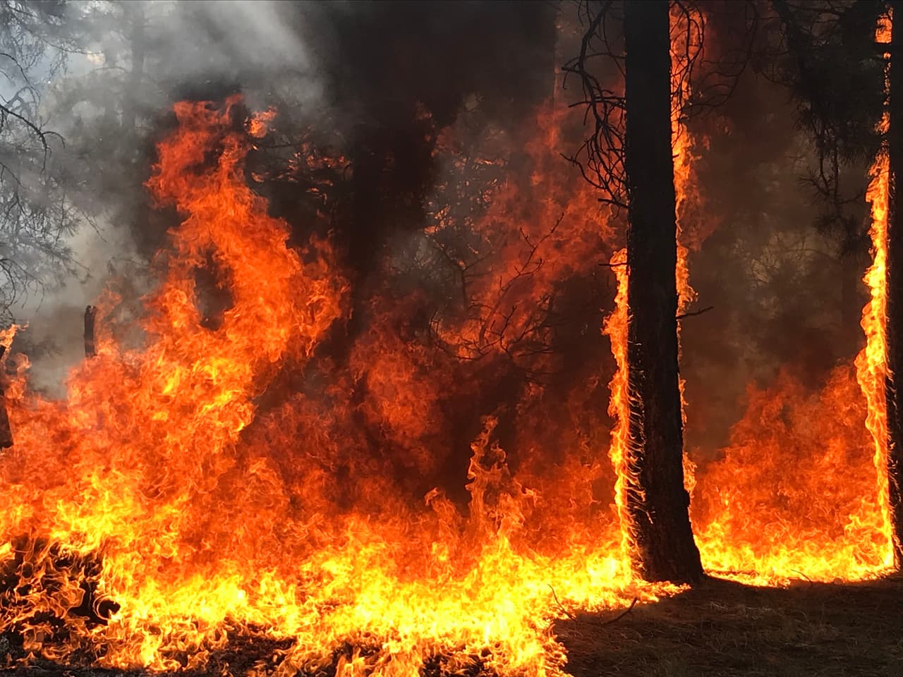<a href="https://inciweb.nwcg.gov/incident/photograph/6748/6/" target="_blank">El incendio Mangum</a> ha quemado 29,689 acres del Bosque Nacional Kaibab, justo al norte de Arizona y al norte del Gran Cañón.
<br>