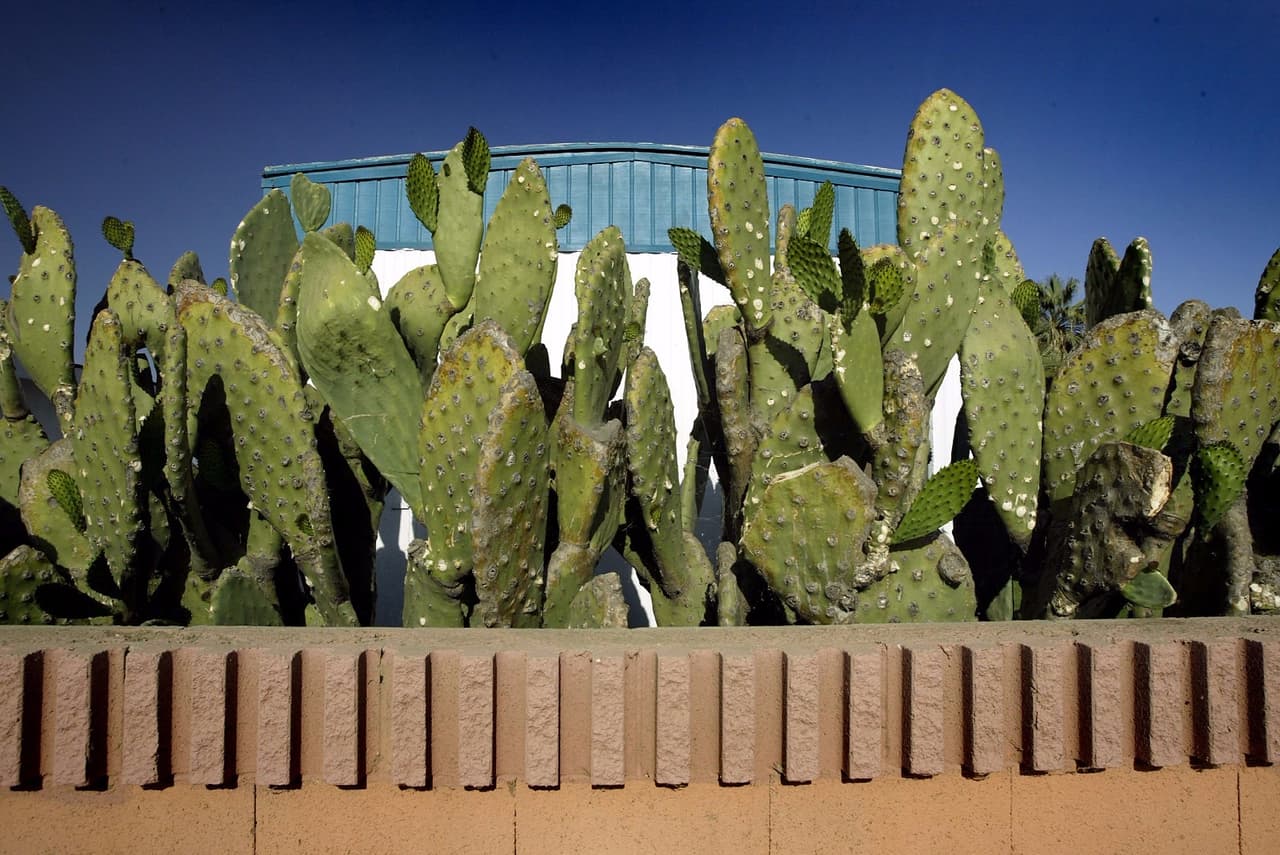 Científica de EEUU usa truco de su abuela mexicana para purificar con cactus el agua