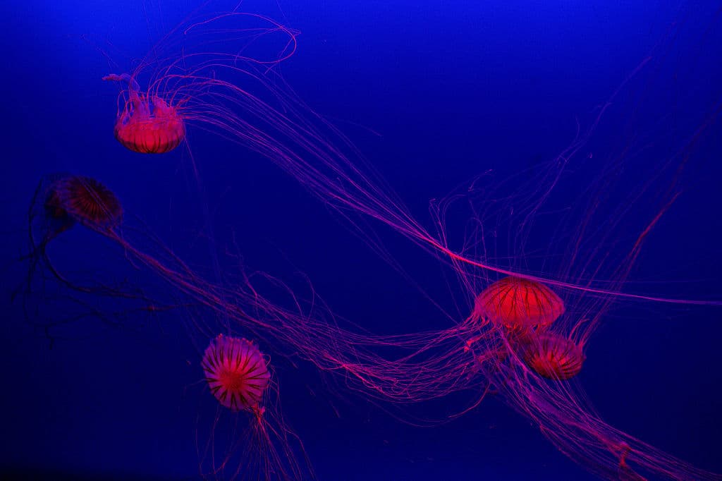 Estos animales poseen unos sentidos muy primitivos basados en una red neural, como unas cavidades sensoriales que les permite identificar sus posibles presas y diferenciar la luz de la oscuridad.