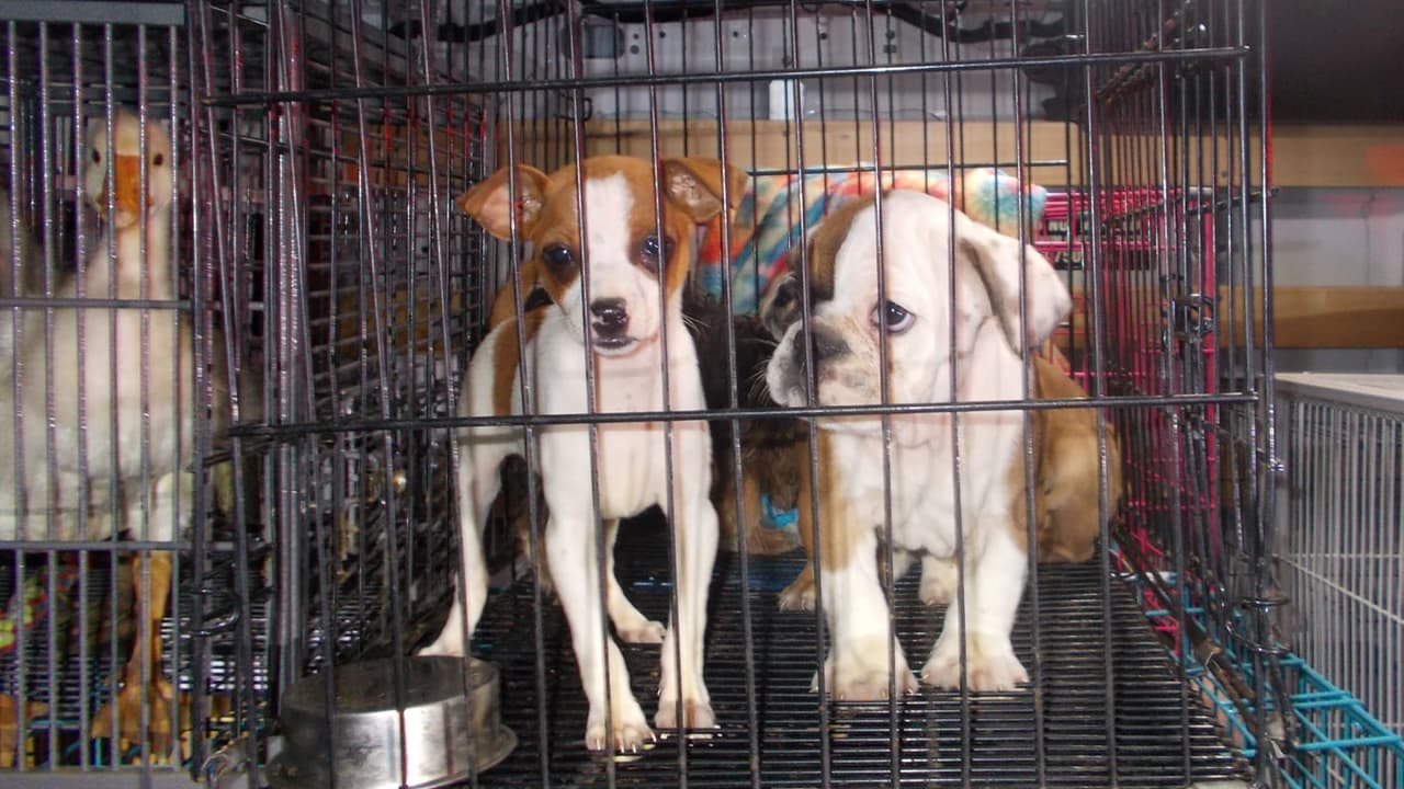 El 11 de abril las autoridades del precinto 6 del condado Harris detuvieron a un vehículo en la cuadra 800 de Lockwood Dr.