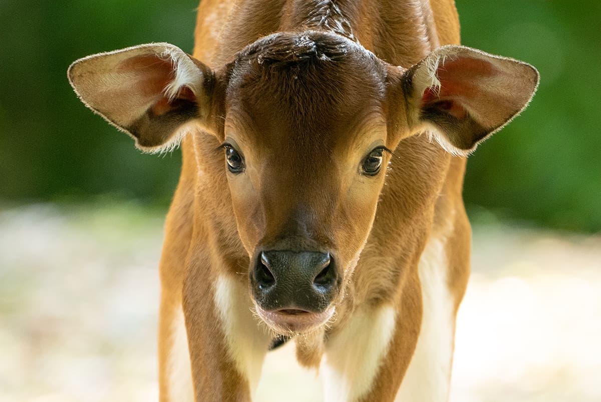 El recién nacido es un macho que pesó poco más de 23 kilos.