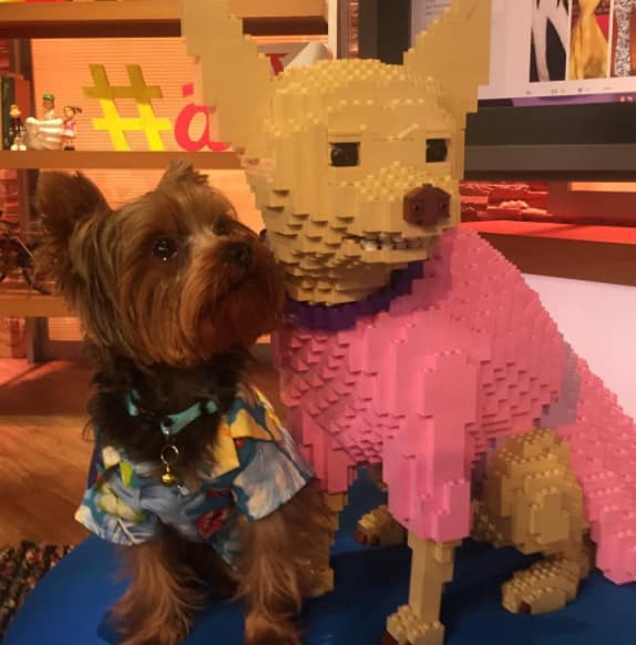 Tobi, la pequeña mascota de la casa, conoció a Honey de esta manera... Honey siempre será parte de la familia de Despierta América.