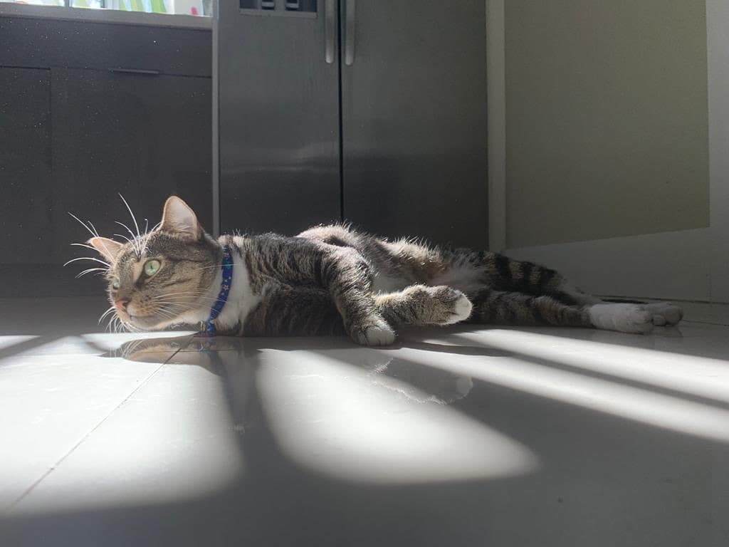 Carito Sarassa nos mostró la imagen de este gatito, pidiéndonos hacer conciencia sobre los animales, esos seres leales y cariñosos que nos quieren de forma incondicional y que también están sufriendo por la crisis que vive el mundo.