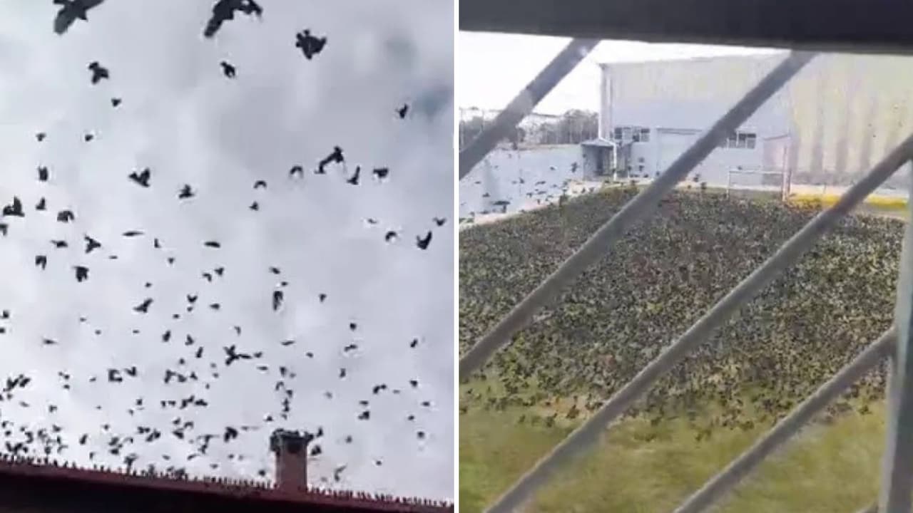Miles de aves causan terror en una ciudad mexicana.