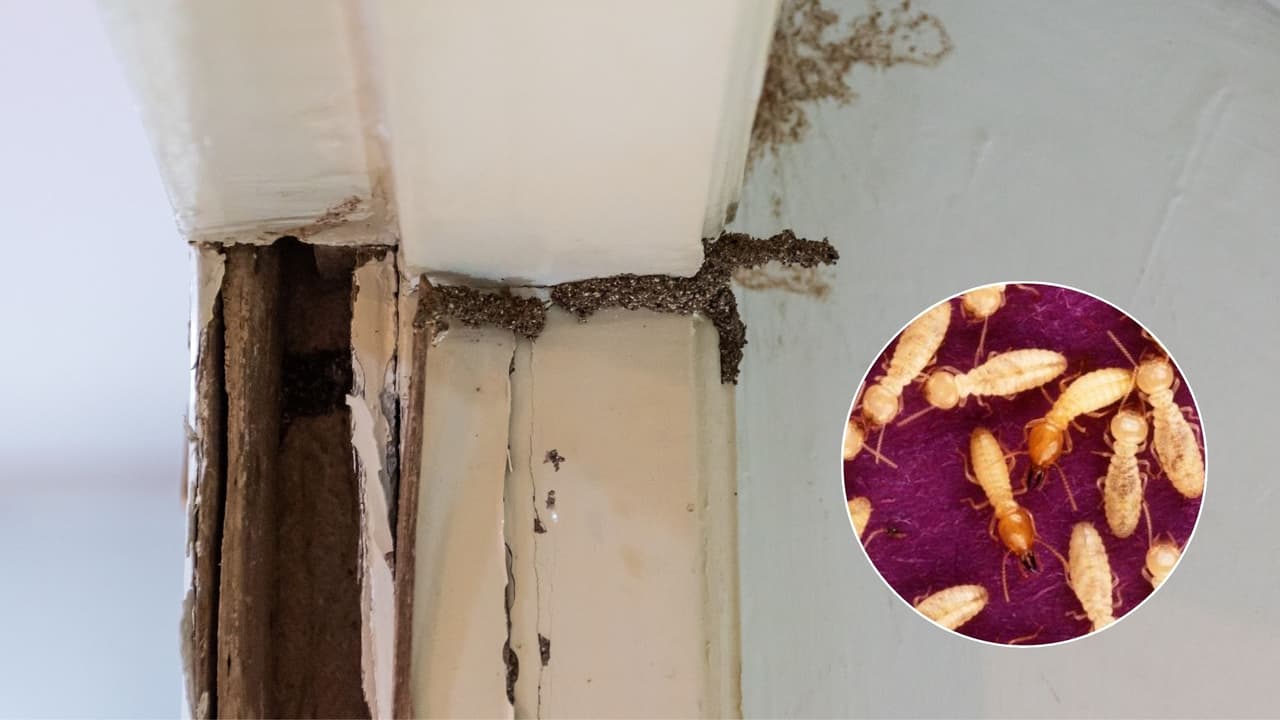 Alerta en Carolina del Norte por “super termita”: por qué podría afectarte incluso si no vives ahí