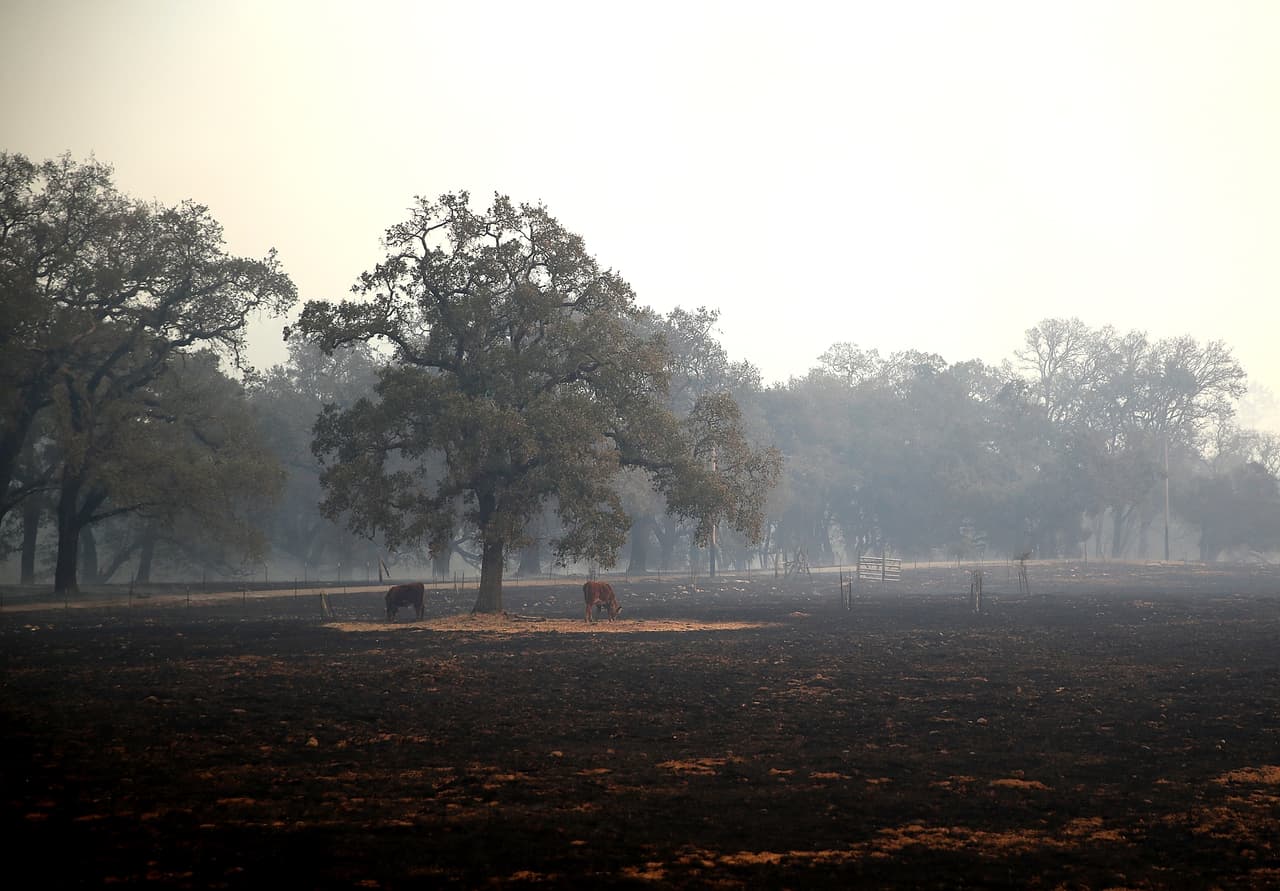 La vida silvestre, las granjas y plantaciones se han visto altamente afectadas. Aquí se ve cómo el ganado intenta refugiarse debajo de un árbol de los pastos ardientes y carbonizados.