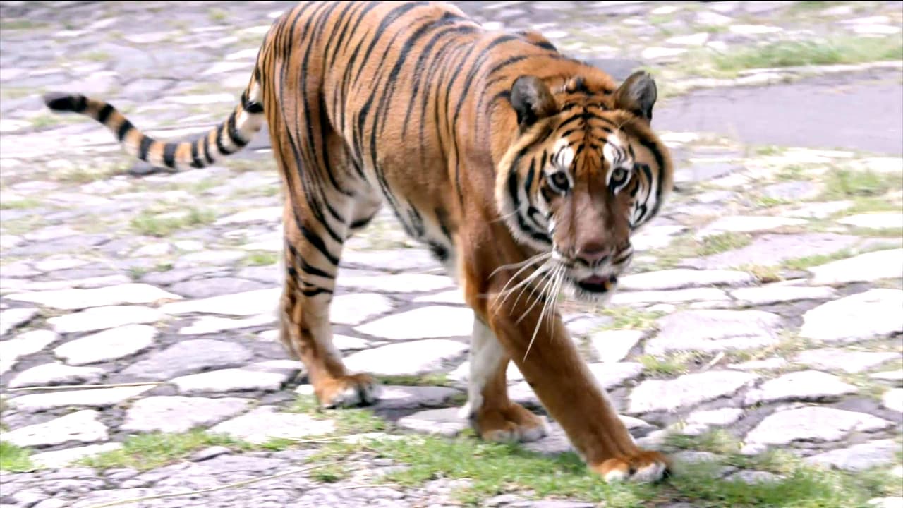 Un tigre que Antonio crió en su propia casa, entró en la jaula en la que ‘El Colombiano’ vivió su último enfrentamiento contra Isabela.