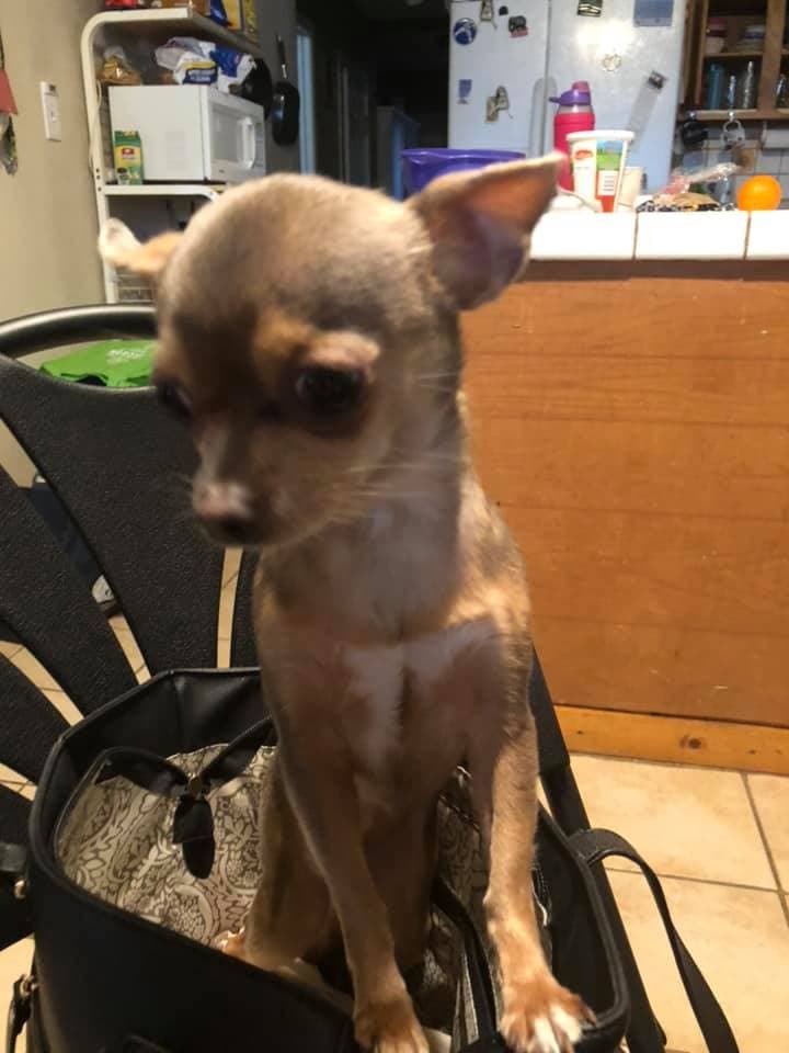 Edit Hern´ández nos envió fotos de sus dos hijos perrunos.