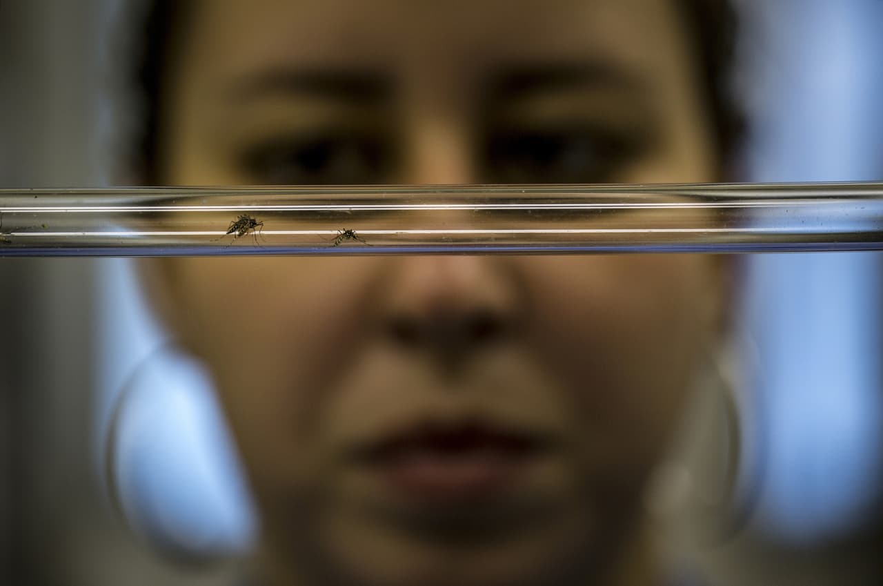 OMS: la transmisión sexual del zika es más común de lo que se cree