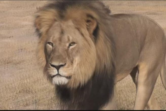 Zimbabue no solicitará la extradición del estadounidense que cazó a Cecil