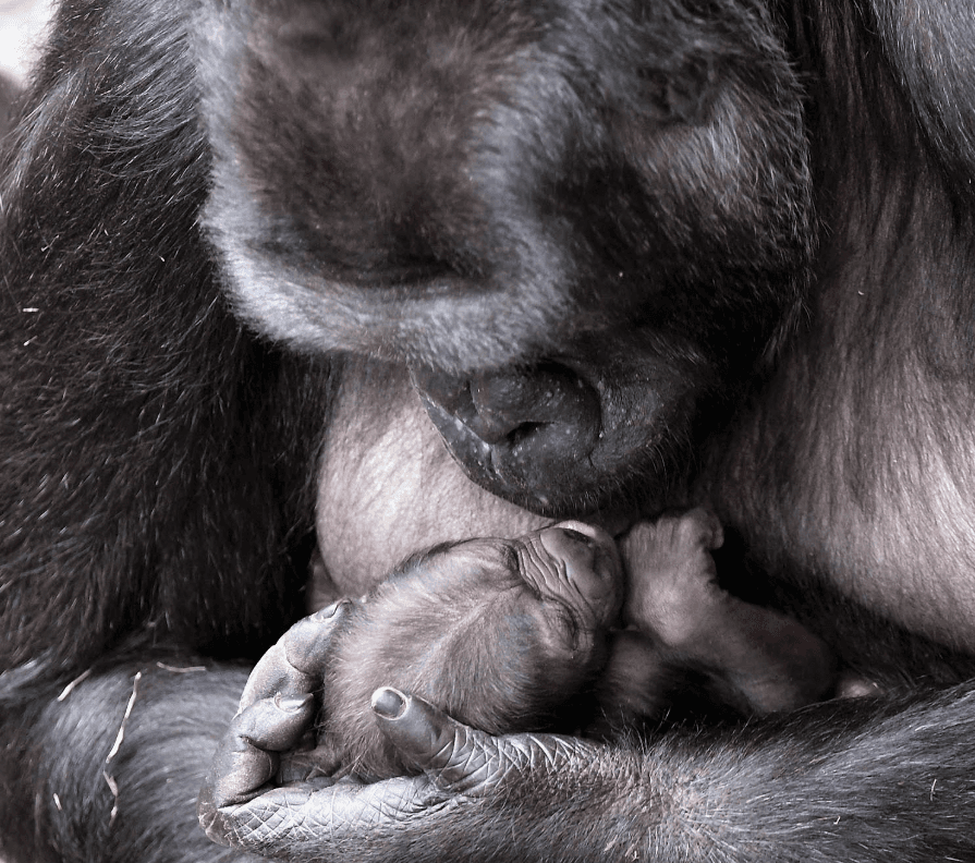 El sexo del pequeño gorila se desconoce porque los cuidadores del zoológico no intervienen en el cuidado del recién nacido durante las primeras semanas.