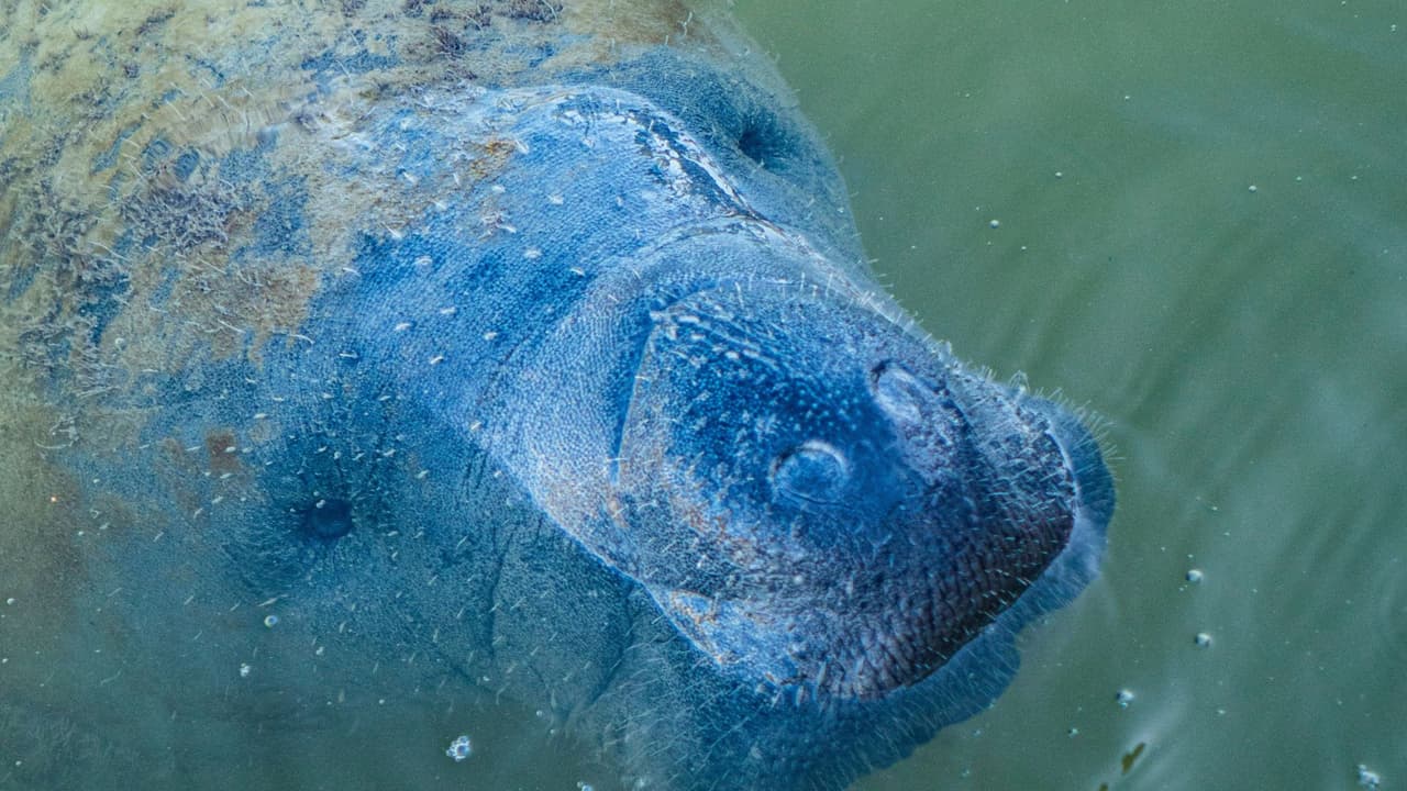 El huracán Idalia destroza ecosistema que alberga a cientos de manatíes en el condado Citrus