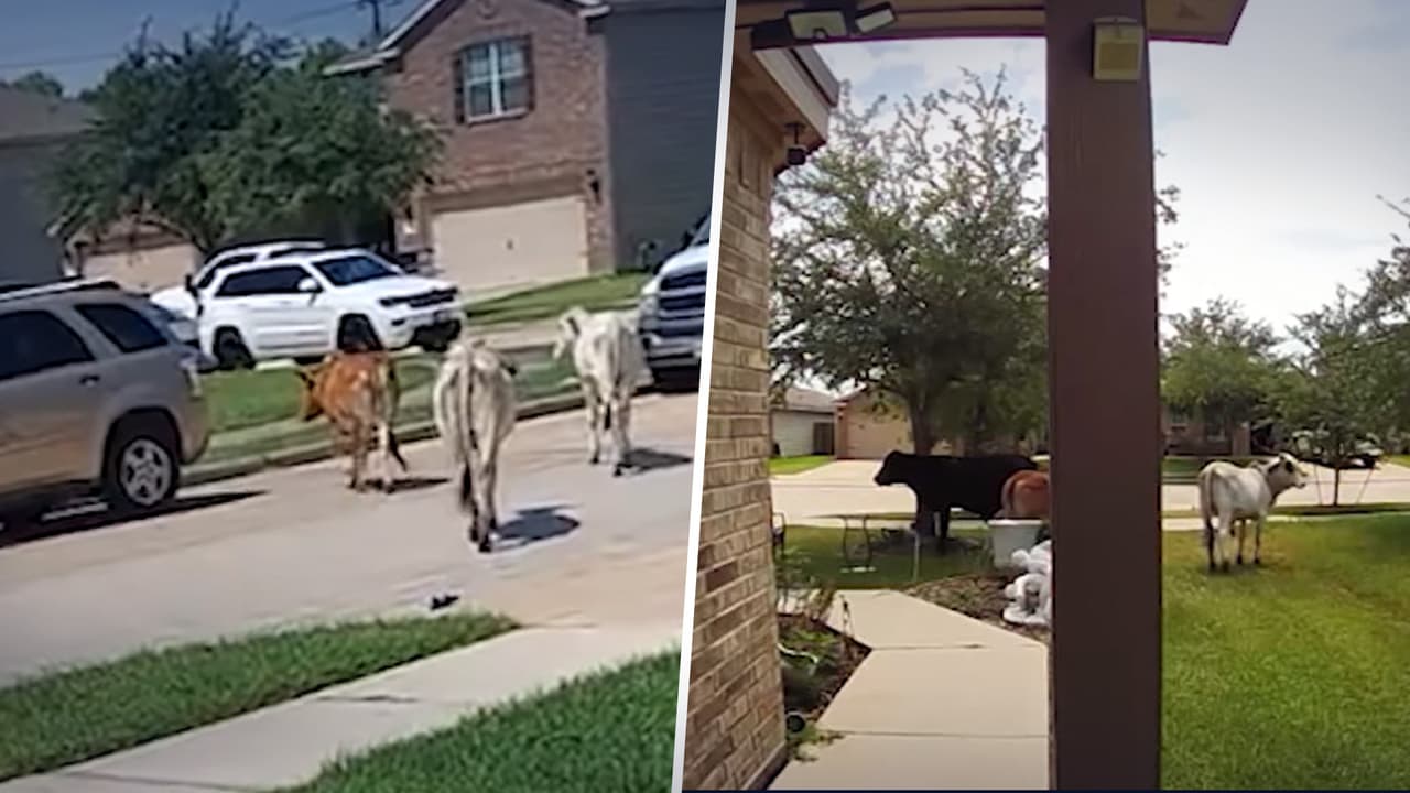 Pastando bajo la sombra: vacas son captadas descansando en vecindarios de Houston