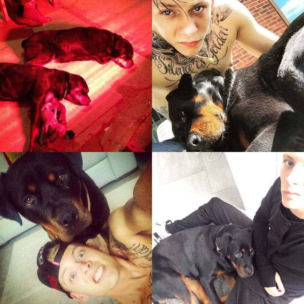 “Sí, a estas hermosuras con cuatro patas”-Lewi Morgan (Baterista de la banda Rixton).