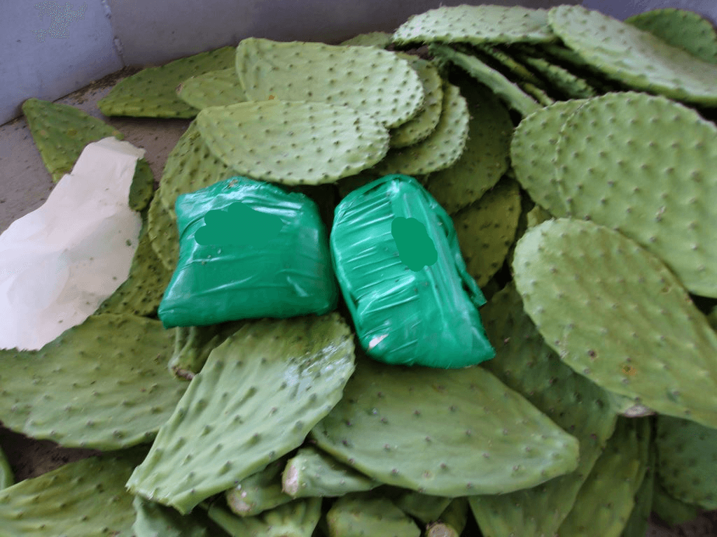 El cargamento de nopales, un cactus que es usado en México para preparar platillos típicos y lo consumen inmigrantes de ese país en EEUU, también venía cargado el fin de semana con centenares de paquetes de metanfetamina, la cual fue incautada por autoridades de Aduanas y Protección Fronteriza.