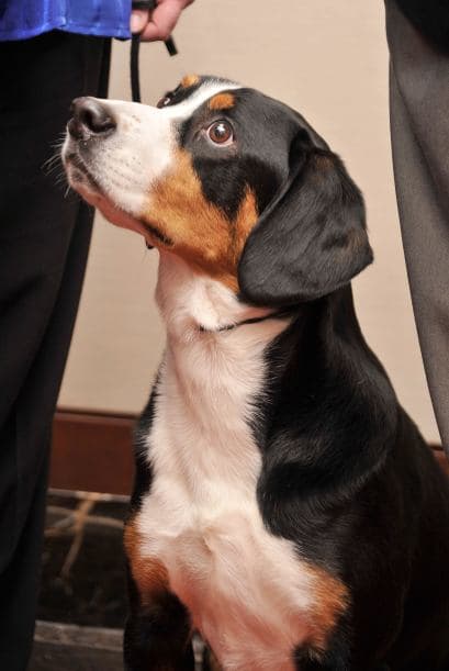 No te recomendamos castigar a tu mascota por haber mordido tus cosas, porque no tendrá efecto alguno en él ya que si pasó algún lapso de tiempo entre su mala acción y tu castigo, él nunca asociará que es reprendido por lo que hizo mal. Igualmente, aunque lo castigues y le grites en el acto, él pensará que no te gusta verlo morder tus cosas así que la siguiente vez lo hará a escondidas.