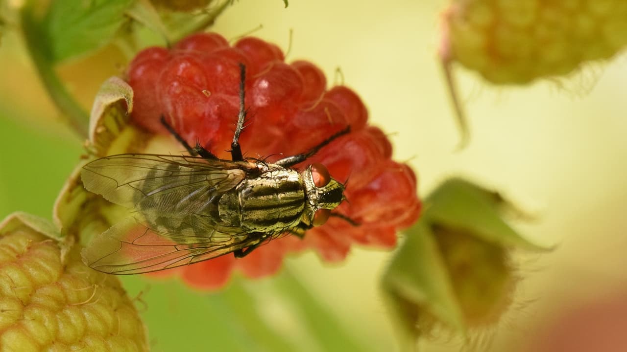 Mosca oriental de la fruta infesta el sur de California: Decretan cuarentena y esto es lo que significa