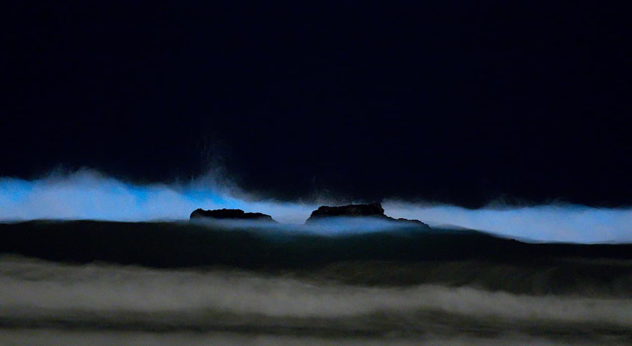 Aunque no está claro para los científicos las razones de la bioluminiscencia, esta peculiar capacidad de las luciérnagas, el fitoplancton, peces de las profundidades oceánicas, medusas y otros animales marinos puede ser parte de sus mecanismos de defensa, reproducción o comunicación.