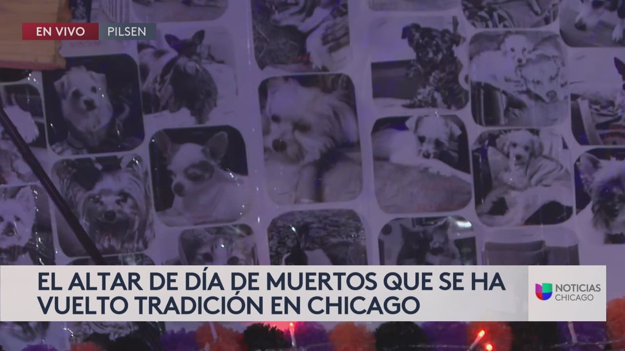 <b><i>“También son parte de muestra familia que pasaron a mejor vida”,</i> expresó la señora Isabel Hernández. </b>Explica que esta sección para las mascotas está desde la primera vez que montó el altar en 2020.