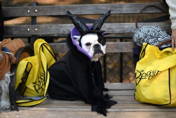 Qué tal un disfraz de Maléfica para que tu amigo de cuatro patas se convierta en un villano muy perruno.